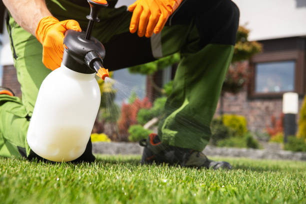 Best Wasp Removal Services  in Devine, TX