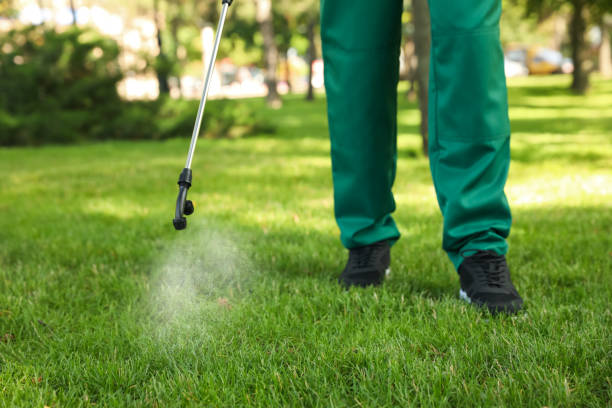 Best Flea Control Services  in Devine, TX