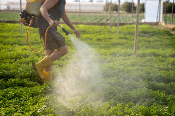 Professional Pest Control in Devine, TX