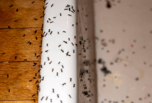 Best Local Pest Control Services  in Devine, TX