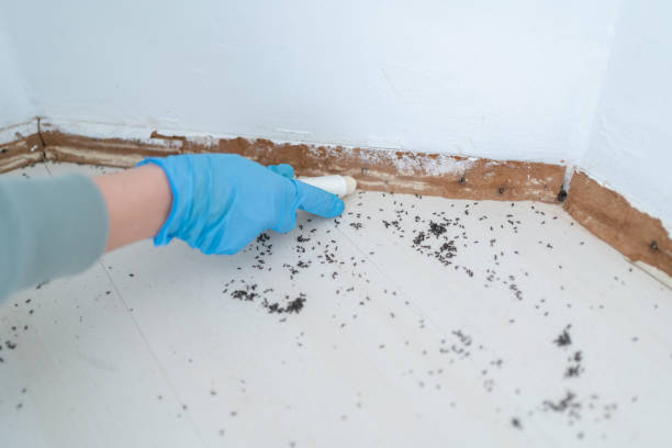 Best Affordable Pest Control Services  in Devine, TX
